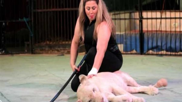 بكفالة 20 ألف جنيه.. إخلاء سبيل لوبا الحلو في واقعة تعرض طفلة لهجوم أسد